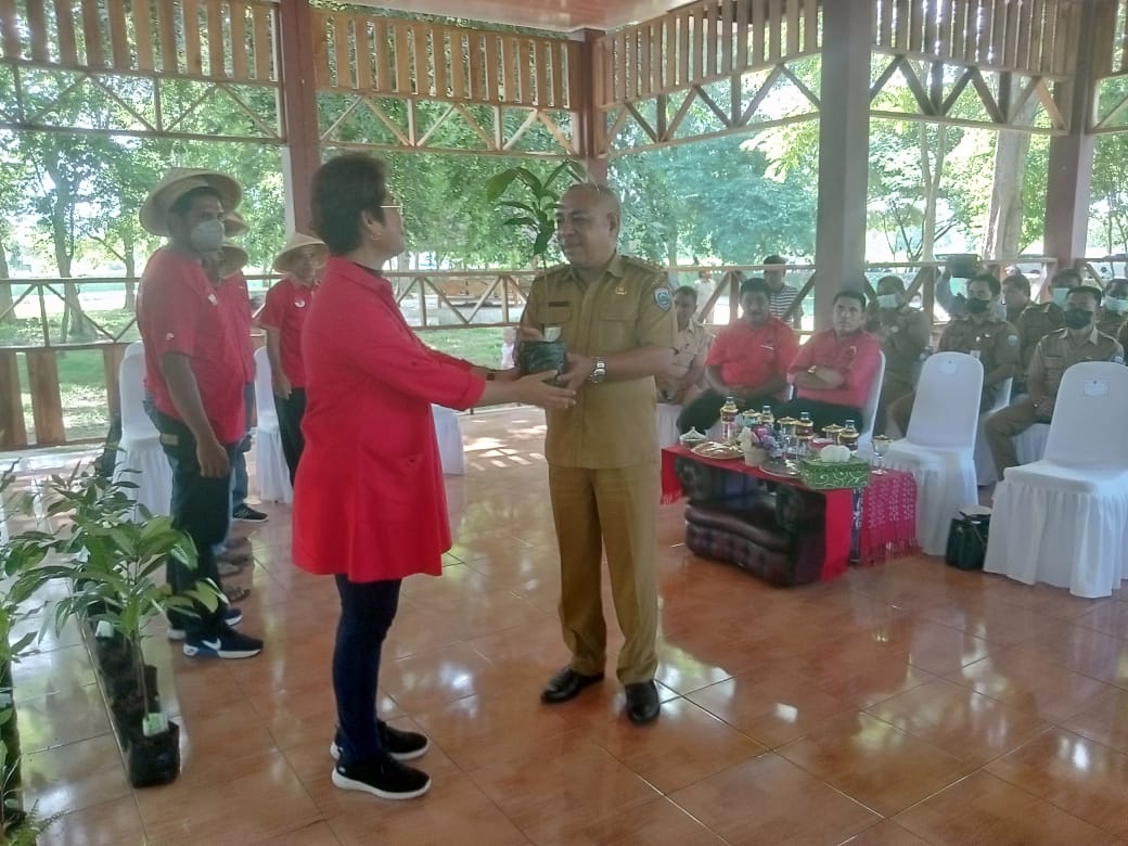 Mercy Barens Beri Ribuan Bibit Cengkeh dan Pala Untuk MBD