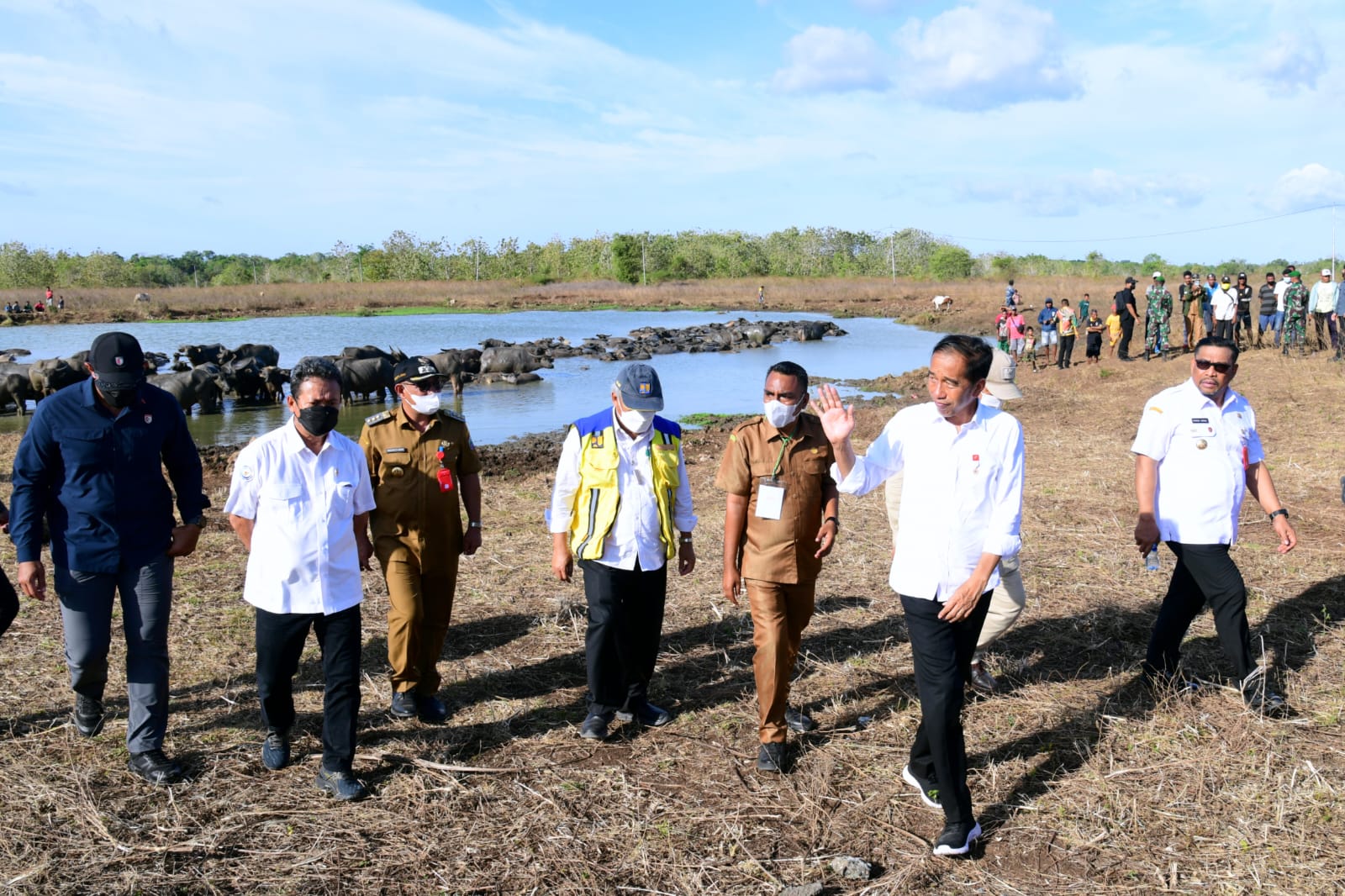Presiden Serap Aspirasi Peternak Kerbau Moa Soal Kesulitan Air