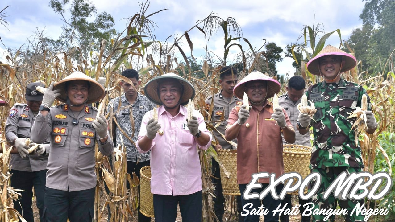 Bupati Bersama Forkopimda MBD Panen Raya Jagung