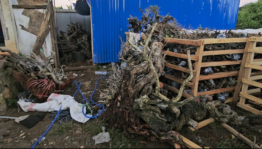 Diduga Tanaman Santigi Diangkut Kembali Dari Luang