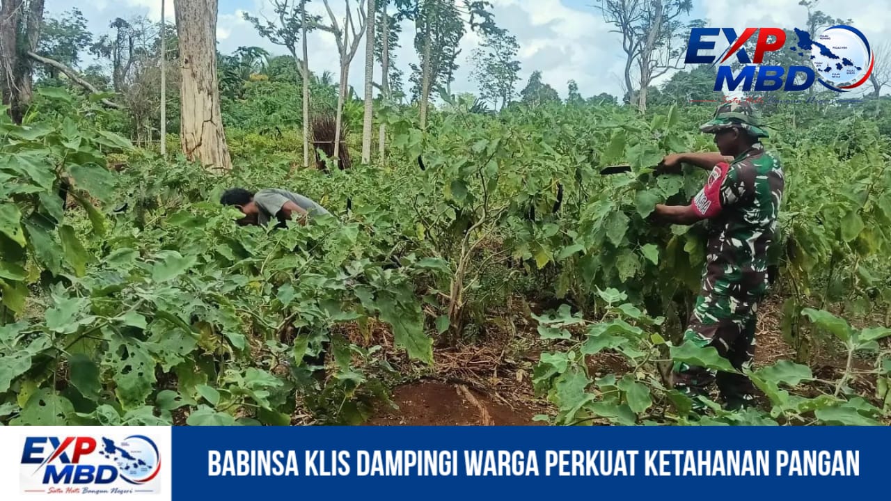 Babinsa Klis Dampingi Warga Perkuat Ketahanan Pangan
